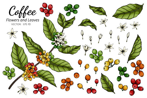 Arabica vs. Robusta